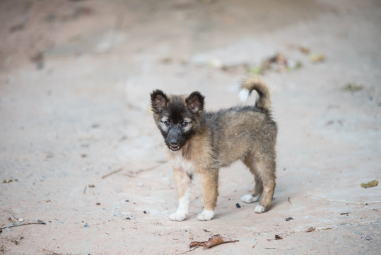 Thai bangkaew baby dog