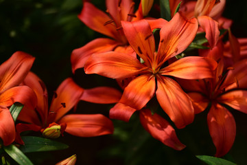 Red lilies closeup