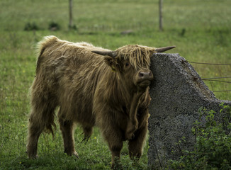 Cattle Rind, Schottland