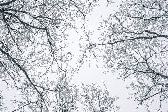 Abstract frozen tree branches. Nature winter background