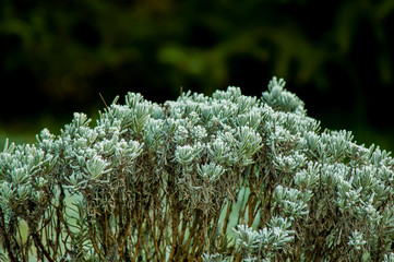 Un bel cespuglio di lavanda verde tenero su sfondo verde  tenebroso 