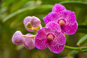 The purple vanda orchid of Thailand