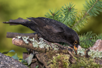 Blackbird, Turdus merula