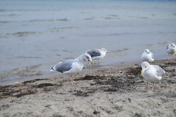 Fototapeta premium Möwen