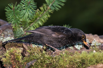 Blackbird, Turdus merula