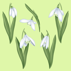 Fototapeta na wymiar Set of snowdrop flowers, isolated on background.