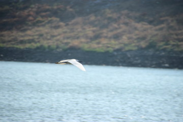 storks near the lake
