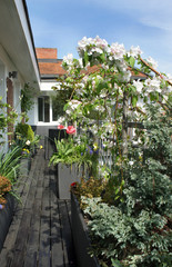 Mix of beautiful flowers on the terrace