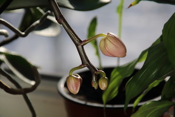 Bud of Orchid flowers