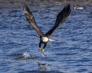 Obraz premium Bald eagle grabs fish from water