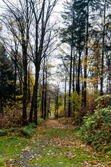 Trail path in the forest. Ideal for running and hiking.
