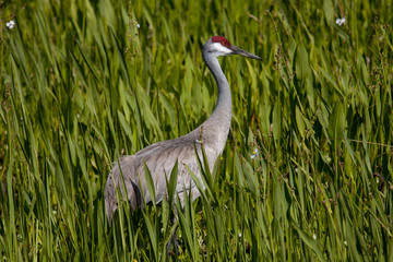 A large Sandhill Crane stands in a marsh of bright green grasses on a sunny day.