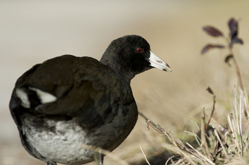 An American Coot close up portrait showing off its bright red eye on a sunny day with a smooth background.