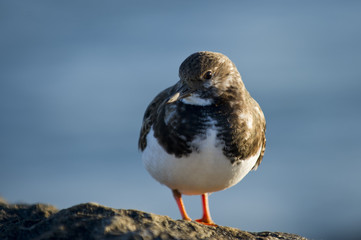 A Ruddy Turnstone stands on a jetty rock in the morning sunlight with a smooth blue background.