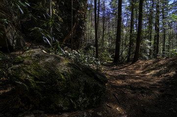 A well-worn hiking trail in a national forest in Kentucky on a sunny day filled with a blue sky.