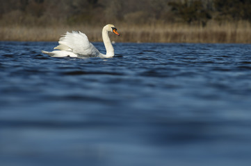 A Mute Swan swims on bright blue water with its large white wings held up behind its back.