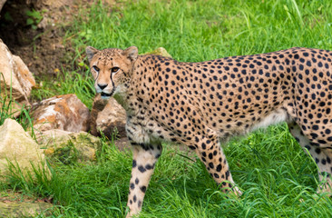 Guépard se promenant au zoo d'Amnéville en France. Regard en notre direction.