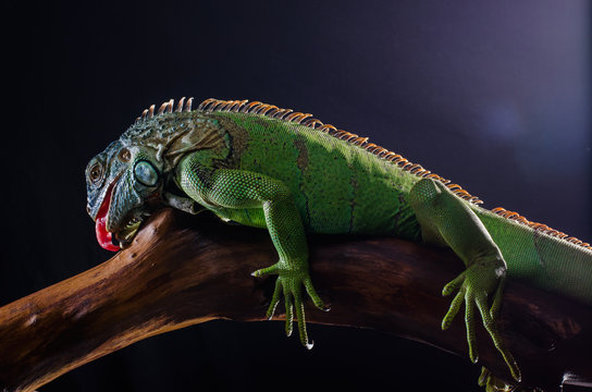 Perfect portrait of a green iguana on a branch in the studio     