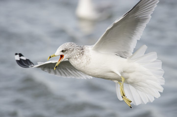 A Ring-billed Gull calls out loudly as it flies around in soft overcast light with a smooth background.