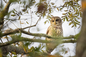A Barred Owl sits in a tree as the early morning sunlight shines on it showing off its large eyes.