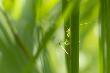 A small Grasshopper clings to a blade of grass on a bright sunny day surrounded by green.