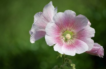Fototapeta na wymiar Pink and white flowers