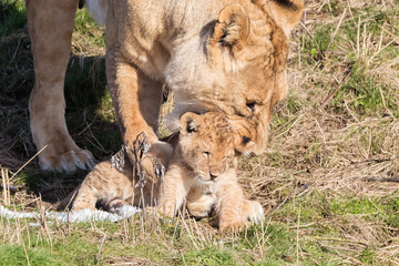 Lioness and cubs, exploring their surroundings