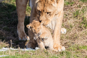 Lioness and cubs, exploring their surroundings