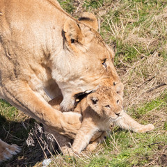 Lioness and cubs, exploring their surroundings