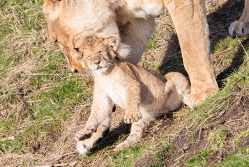 Lioness and cubs, exploring their surroundings