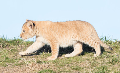 Lion cub exploring it's surroundings