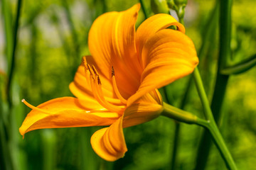 Gelbe Lilie erstrahlt im Sonnenlicht
