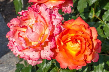 Korallenfarbene Bl&uuml;ten an einem Pfingstrosen-Strauch