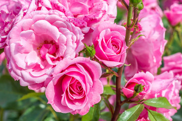 Pinkfarbene Blüten an einem Pfingstrosen-Strauch