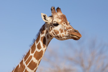 Portrait of a giraffe on a blue sky background 