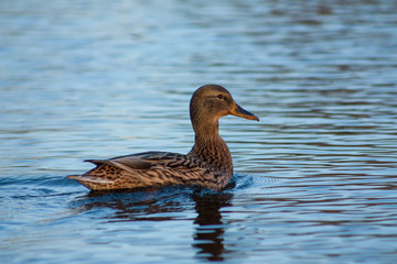 Duck on the lake