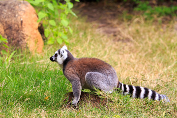Naklejka na ściany i meble Ring tailed lemur sitting on the ground in Madagascar