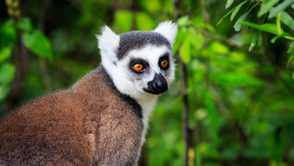 Ring tailed lemur in close up in the forest © pwollinga