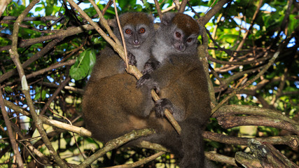 A couple of bamboo lemurs sitting in a tree in Madagascar