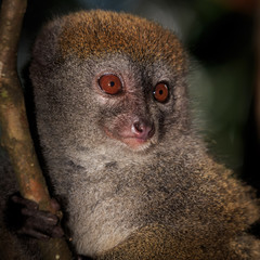 Close up of a bamboo lemur in a tree