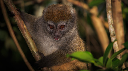 Close up of a bamboo lemur in a tree