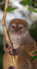 Close up of a bamboo lemur in a tree