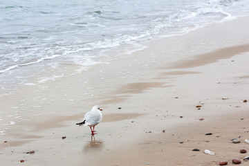 Seagull at sea
