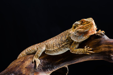 Australian dragon close up in studio