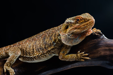 Australian dragon close up in studio
