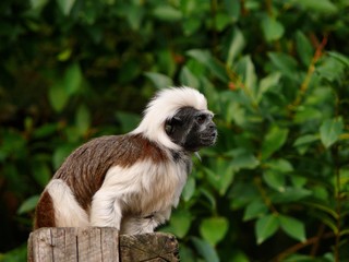 Gibbon