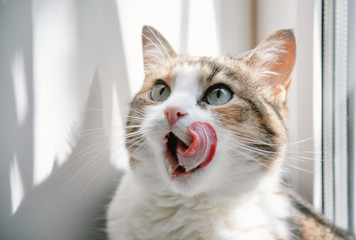 funny cat with a tongue - obrazy, fototapety, plakaty