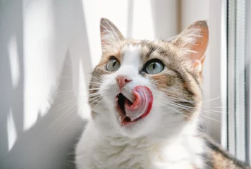 Rolgordijnen funny cat with a tongue © millenks