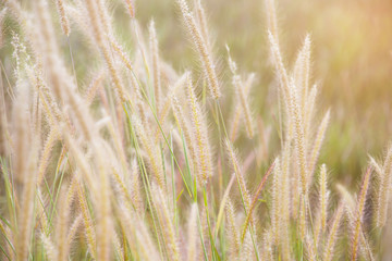 close-up of long grass moving in wind. meadow reed background.