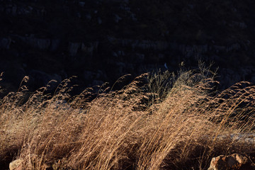 Brown dry Grasses drifting in wind.